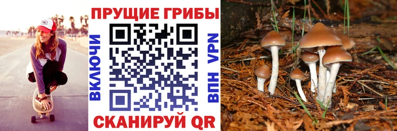 закладка  Гаджиево  Галлюциногенные грибы Cubensis 